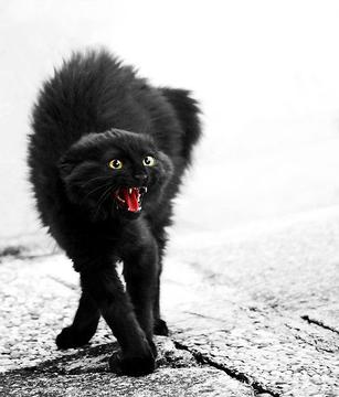 chat agressif