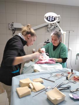 chirurgie small