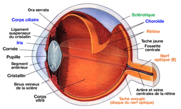 oeil